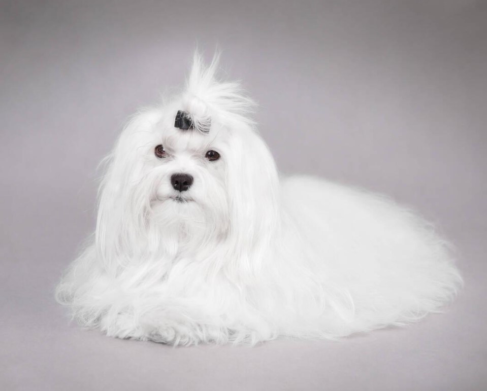 10 Best Hypoallergenic Dog Breeds of 2023 – (Also Cute) 4 Maltese